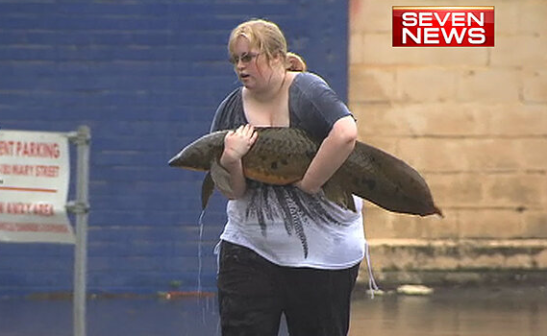 woman rescuing an Australian lungfish during a flood